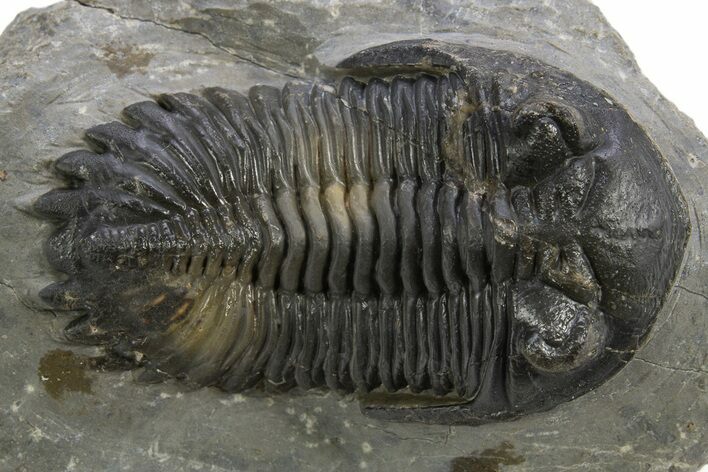 Multi-Toned Hollardops Trilobite Fossil - Ofaten, Morocco #319942